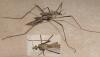 Tipula pagana